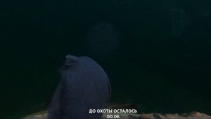 Белая медведица охотится на рыбу