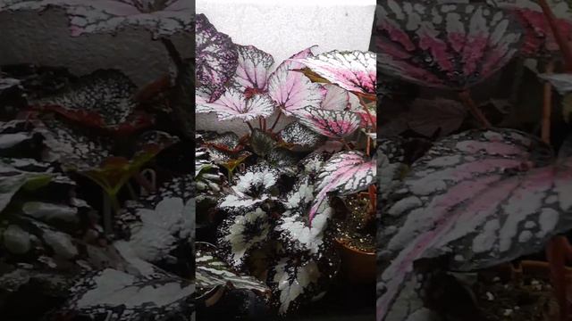 Цветочные полочки #3 #комнатныерастения #бегонии #сингониум #растения смотреть онлайн