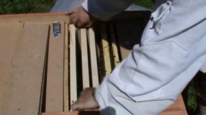 увеличиваю пасеку в два раза вывод из роевого состояния матку на вощину