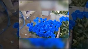 Синие розы!? Как "выращивают" в Эквадоре!