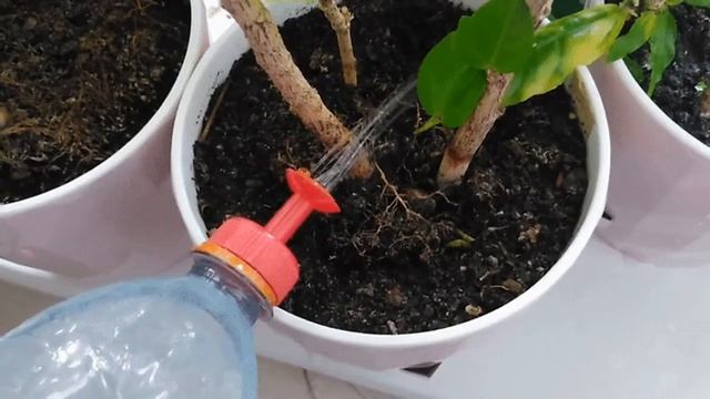 Крышка-лейка на пластиковую бутылку  Обзор