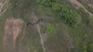 Гордый птиц.