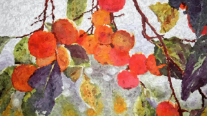 Виргинская хурма в Тамбове.