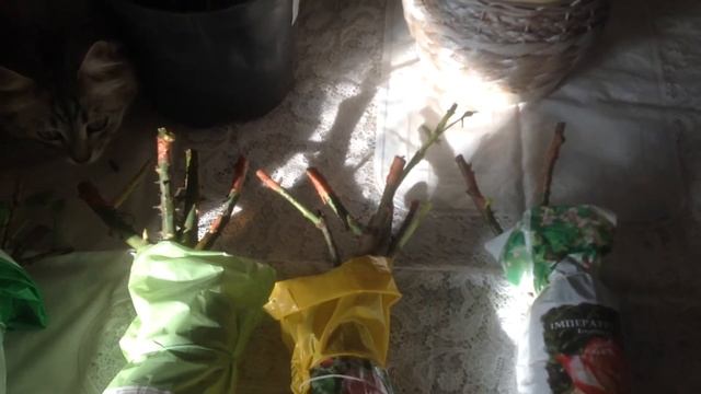 Мои весенние покупки. Розы с открытой корневой системой. Как сохранить до посадки в открытый грунт! смотреть онлайн