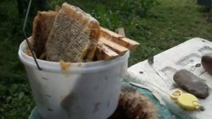 Пчеловодство. Улей колода.  Часть 5 — завершающая.