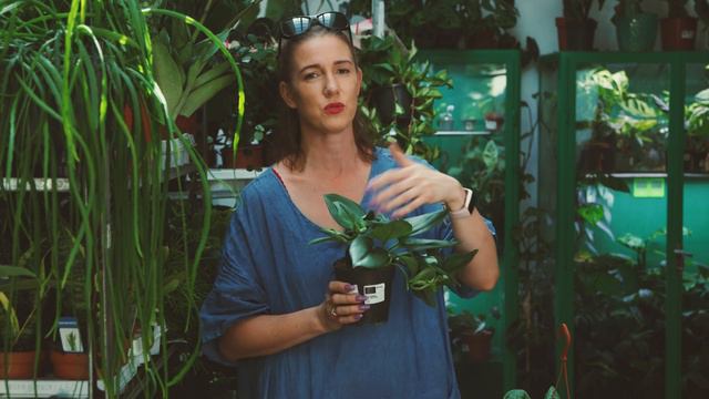 Wielka fanka SCINDAPSUSÓW zdradza wszystkie swoje SEKRETY i pokazuje dostępne w Polsce odmiany смотреть онлайн