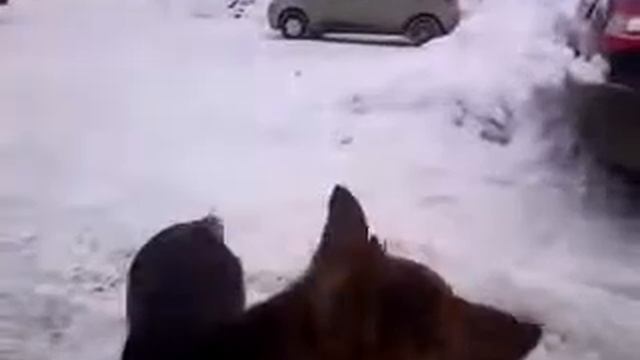 Тасманский дьявол смотреть онлайн