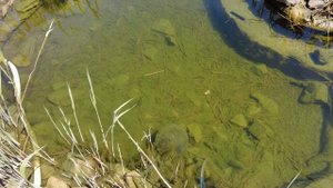 Прозрачная вода в дачном пруду с речной рыбой | ПРУД ПРУДИ