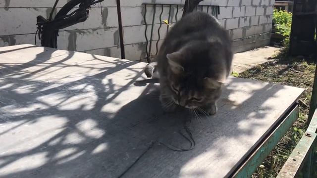 cats / amazing cats / playful cats смотреть онлайн