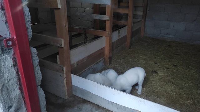 Продаются щенок волкодава с родословным ( Грузинская горная собака НАГАЗИ )