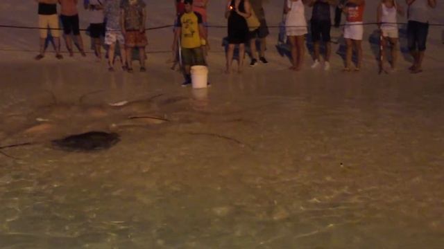 Мальдивы sun island кормление скатов смотреть онлайн