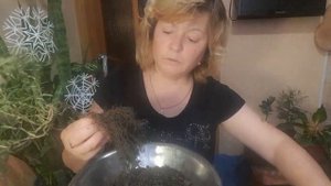 Розмарин. Пересадка для улучшения развития корней и утолщение ствола.