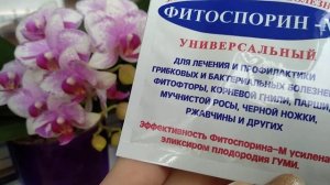 МИКОРИЗА орхидеи ОБРАЗУЕТ корни? ПОЛЬЗА КОРНЯМ орхидеи! КАК орхидеи НАРАСТИТЬ корни! СИМБИОЗ корней