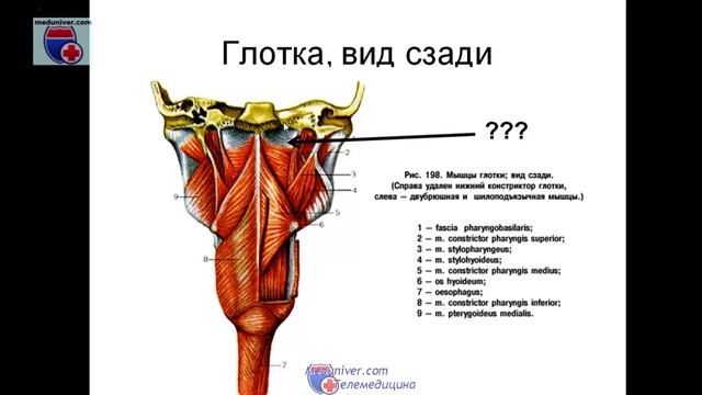 Общая спланхнология - термины, классификация и строение внутренних органов.