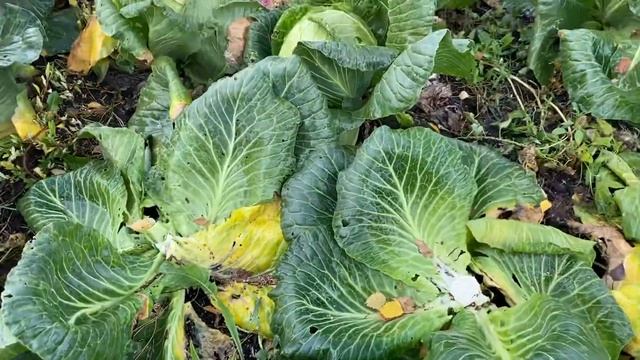 Белокочанная капуста за неделю до уборки. смотреть онлайн