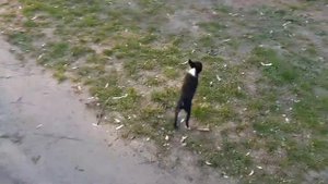 23 апреля 2019 #чихотой #чихуахуа #помесь #тойтерьер