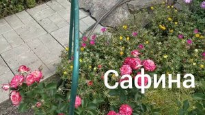 Роза Сафина