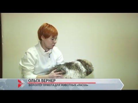 Ольга Вернер, волонтёр приюта для животных «Ласка» 28.01.16