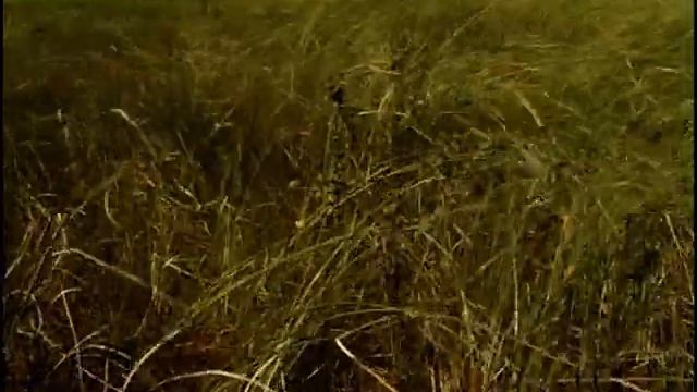 Верховые болота смотреть онлайн