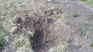 Как я заглубил корневую шейку абрикоса