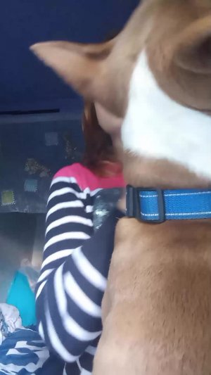 на даче прямая трансляция