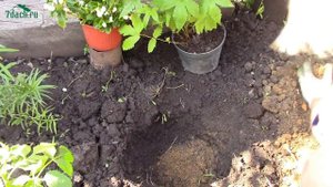 Посадка лабазника (таволги) - 7 дач