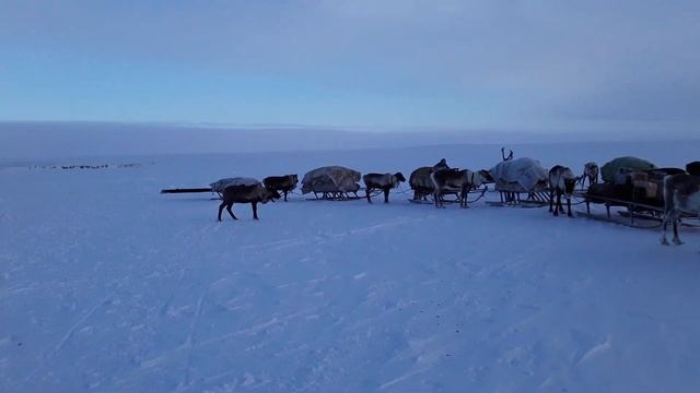 Ненцы(Ярсалинская тундра) семья Худи смотреть онлайн