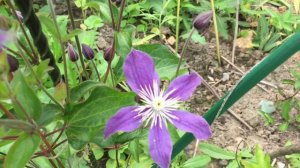 Клематисы Blue River, Rooguchi, Arabella