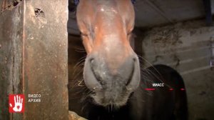 Упал с лошади – получил 105 тыс руб