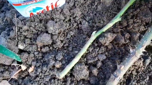 Черенкую осенью розу ГРАНДИФЛОРА РОЗЕНШТАДТ ФРАЙЗИНГ. ? смотреть онлайн