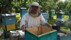 Пчеловодство №68 Объединение семей, перед медосбором