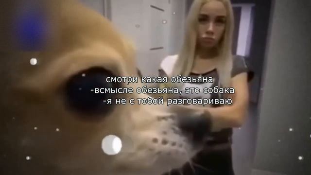 смотри какая обезьяна