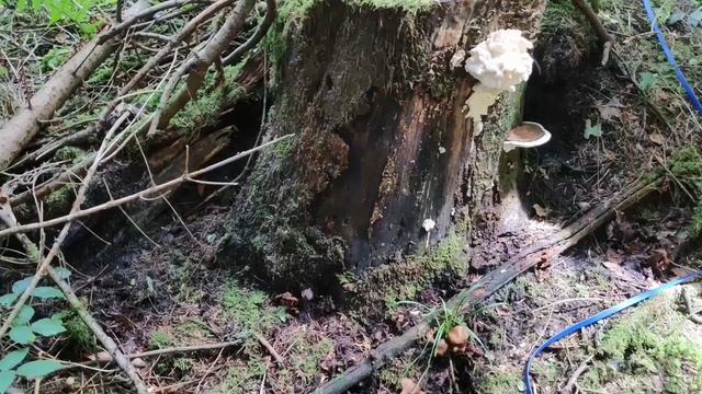 Dorniger Stachelbart -eine Wikipedia Vorlesung смотреть онлайн