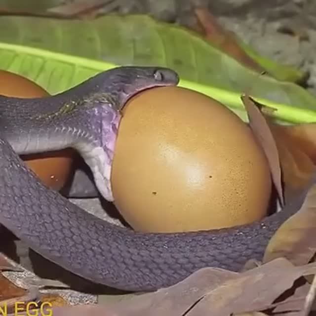 Змея ест яйцо