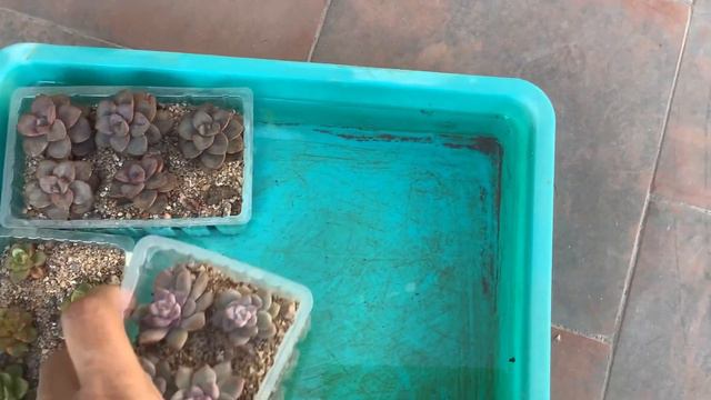 || POST STEM CUTTING PROCESS WAS A SUCCESS || смотреть онлайн