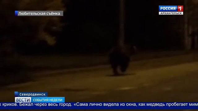 На этой неделе медведя наблюдали жители Северодвинска смотреть онлайн