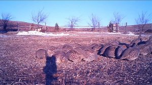 Бородатая куропатка