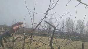Обрезка яблонь(Весенняя)