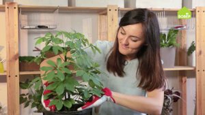 Шеффлера. Как правильно ухаживать и пересадить цветок. Пересаживаем комнатные растения. Советы