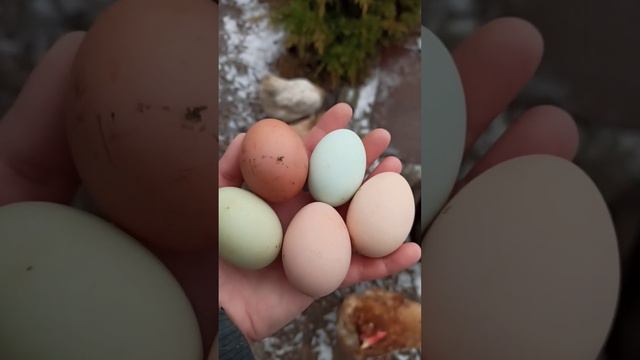 Сколько яиц несут 8 курочек 🥚 #chicken #дача #куры #chickeneggs #farm