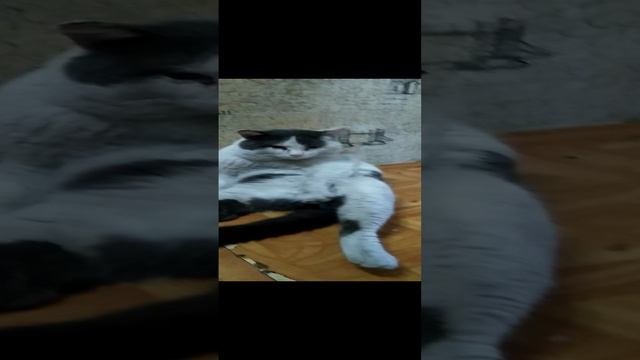 Ну прям король лев