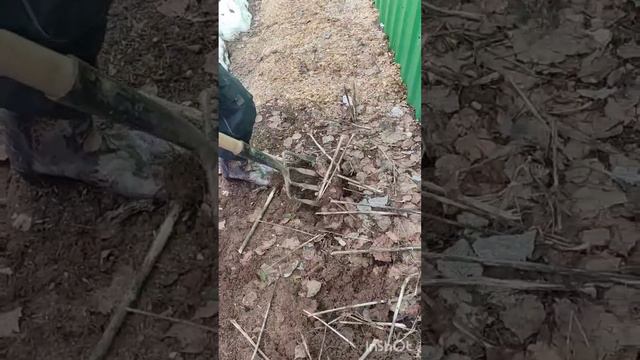 Топинамбур #нечемзаняться #полезноевидео