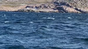 Киты  полосатики в Териберке  23 мая 2023г.