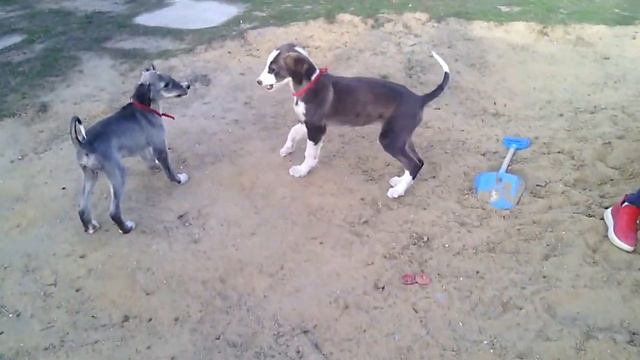 Щенки породы тазы играют охота смотреть онлайн