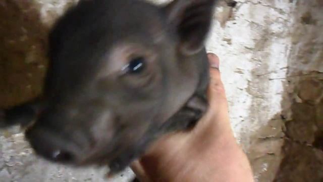 поросята вьетнамской породы 2 недели отроду смотреть онлайн