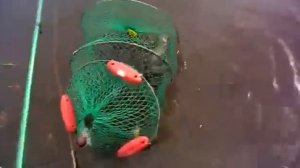 Рыбалка на карася в Тольятти видео отчет 3