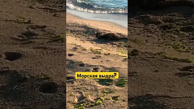 Животные черного моря. Морская выдра? #animals #blacksea #varna #nature#морскаяпрогулка #bulgaria