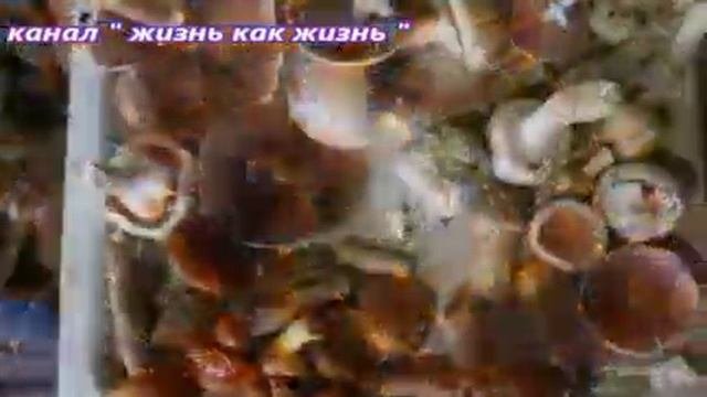 Проморолик !