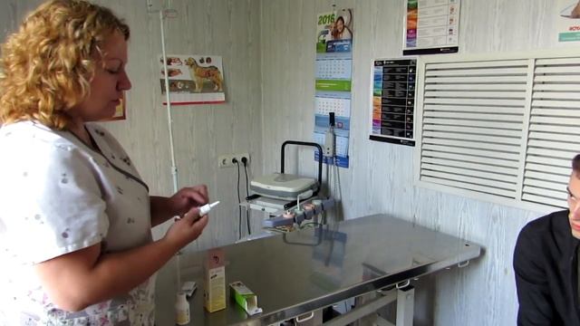 Болезни ушей, Хаски на приеме. Советы ветеринара