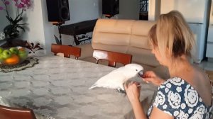 Какаду и маникюр!Какаду девушка!